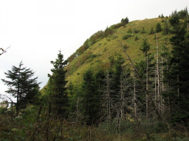 Črna prst - foto