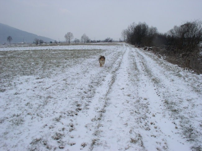 Witty na snegu - foto povečava