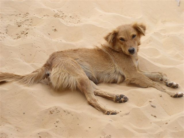 Psi iz Egipta - foto