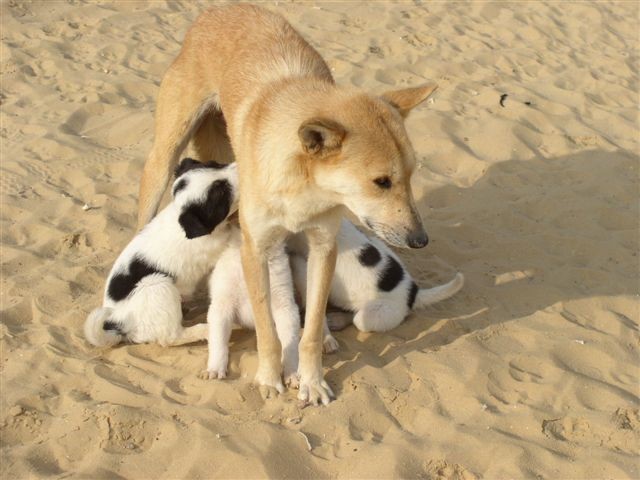 Psi iz Egipta - foto