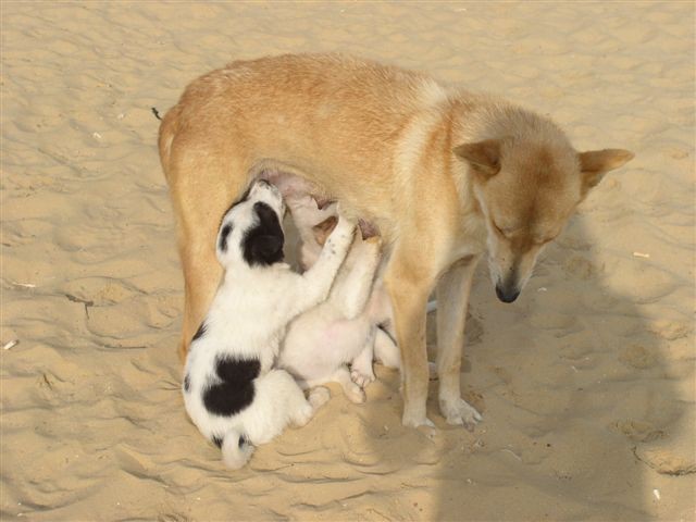 Psi iz Egipta - foto povečava