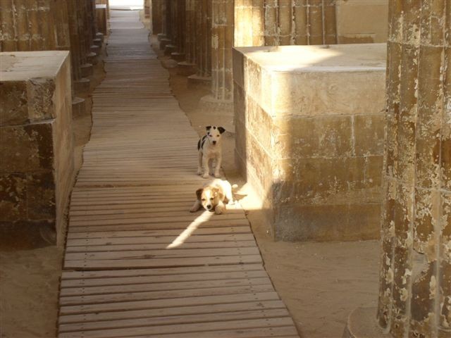 Psi iz Egipta - foto povečava