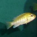 Labidochromis caeruleus - samica