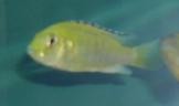 Labidochromis caeruleus - samica
