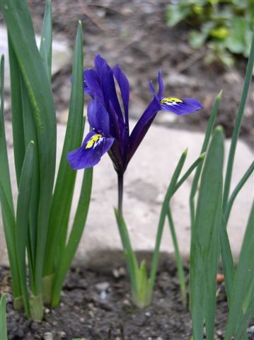 Pomlad 2006 - foto