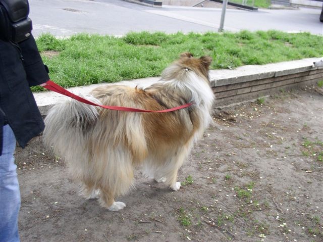 Witty in Val v Budimpešti - foto