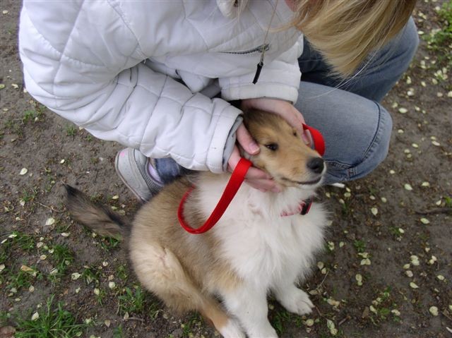 Buča
