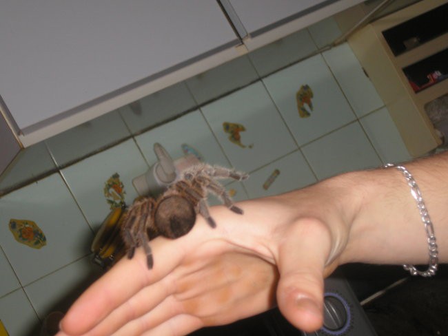 Zadni del  Velike živalce
