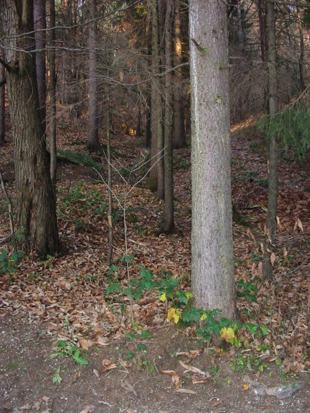 Erozijski jarek, spodaj vršaj