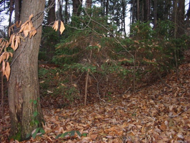 Rožnik (26.11.06) - foto