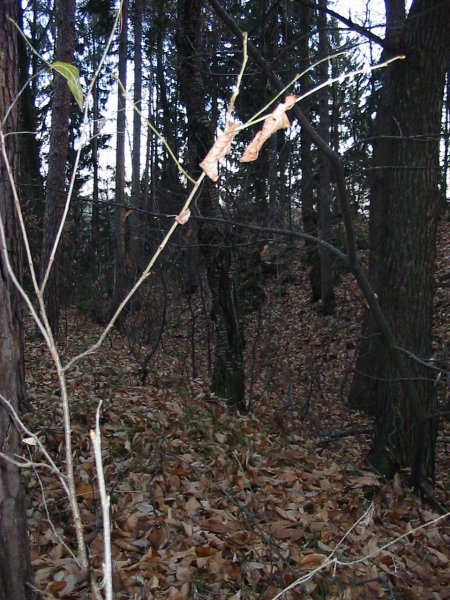 Rožnik (26.11.06) - foto