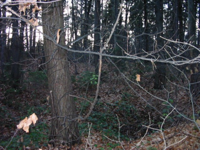 Rožnik (26.11.06) - foto