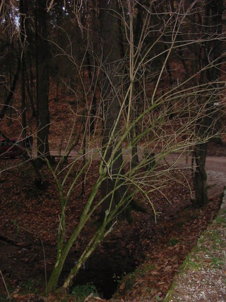 Rožnik (26.11.06) - foto povečava