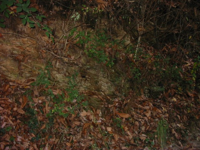 Geološka podlaga Rožnika (permkarbonski skrilavi glinavci)