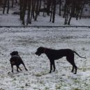 Dog Otocec 2