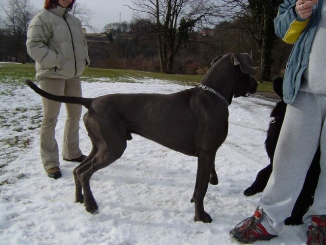 Dog Otocec 2 - foto