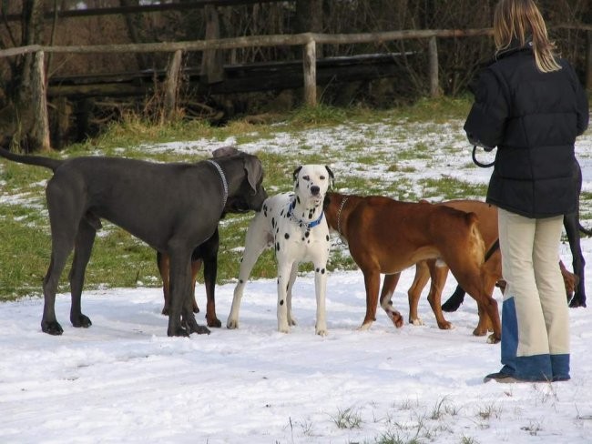 Dog Otocec 2 - foto povečava