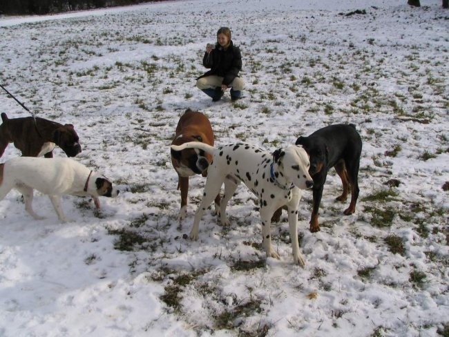 Dog Otocec 2 - foto povečava