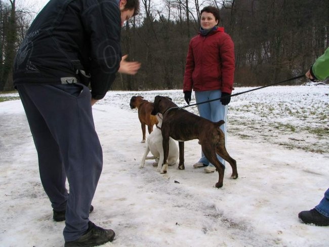 Dog Otocec 2 - foto povečava