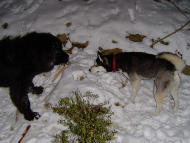 Shiva, Lira in Nera - foto povečava