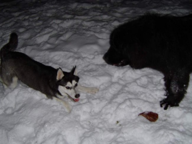 Shiva, Lira in Nera - foto povečava