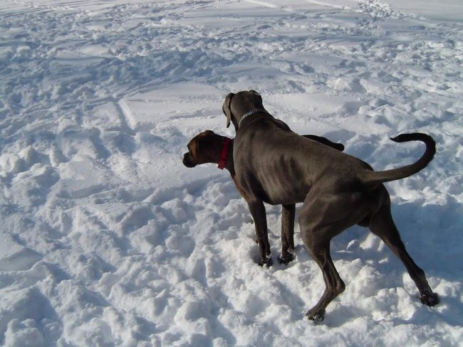 Dog Otocec 3 - kamere - foto povečava