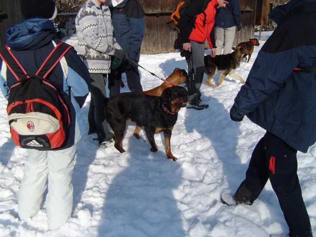 Dog Otocec 3 - kamere - foto povečava