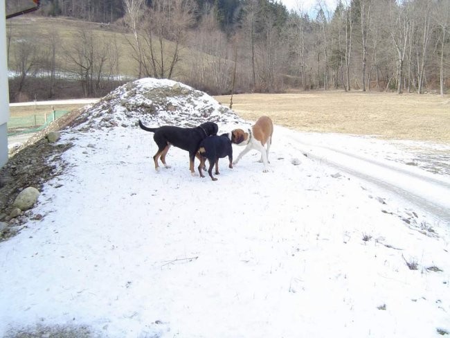 Shiva na obisku pri Bini in Berotu - foto povečava