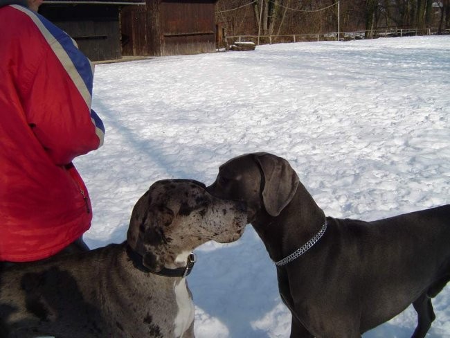 Dog Otočec 4 - foto povečava