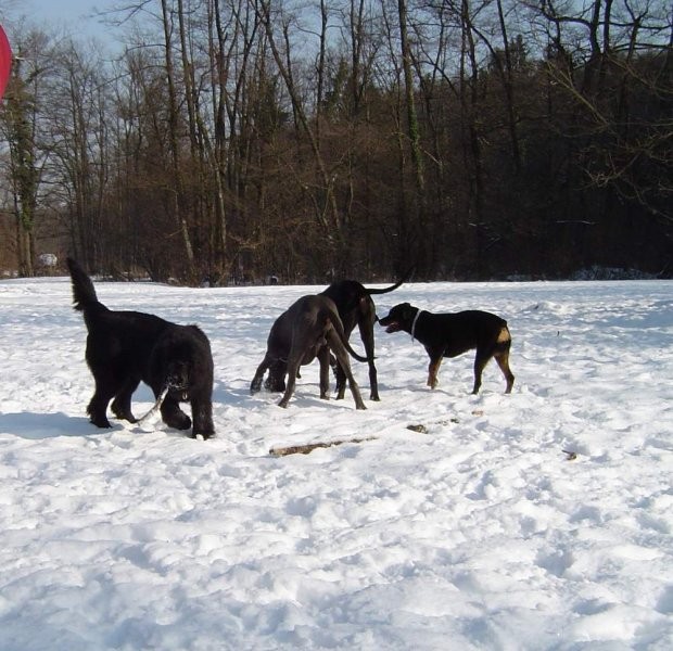 Dog Otočec 4 - foto povečava