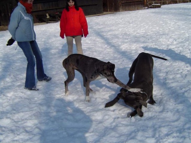 Dog Otočec 4 - foto