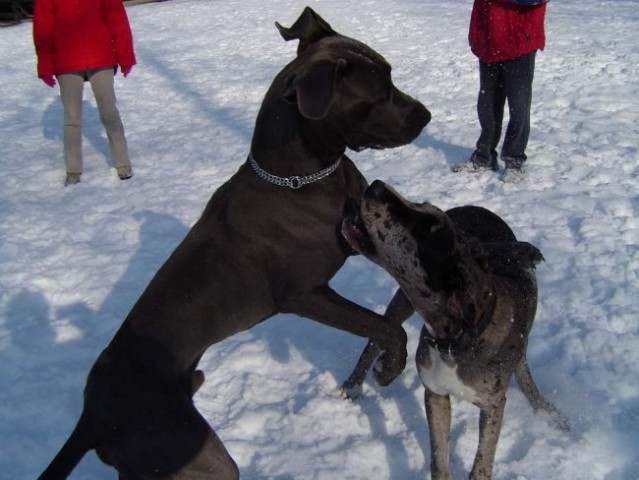 Dog Otočec 4 - foto