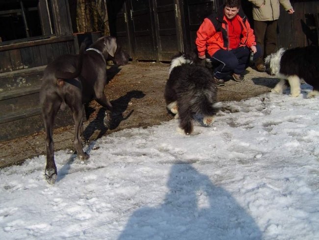 Dog Otočec 4 - foto povečava