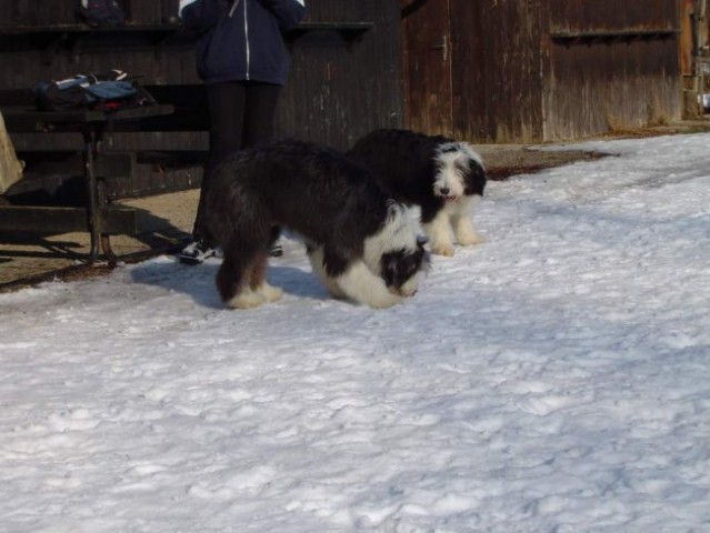 Dog Otočec 4 - foto