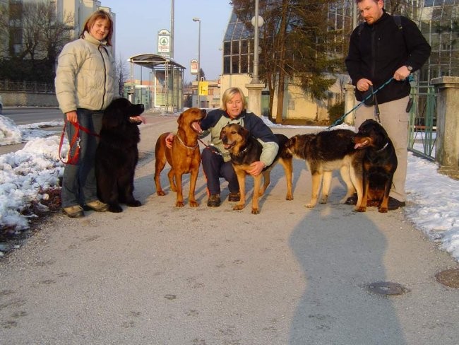 Nemogoče JE mogoče - pet psov v lokalu - foto povečava