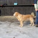 Dog Otocec 5