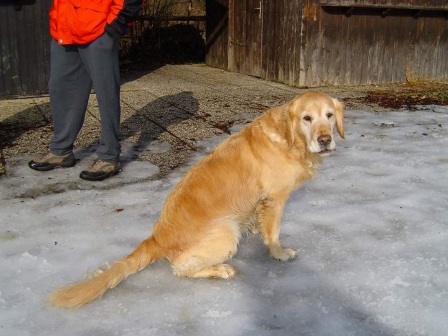 Dog Otocec 5 - foto povečava