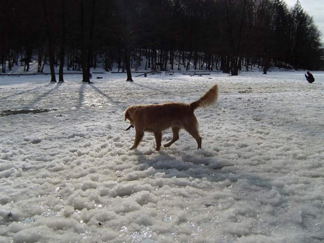 Dog Otocec 5 - foto povečava