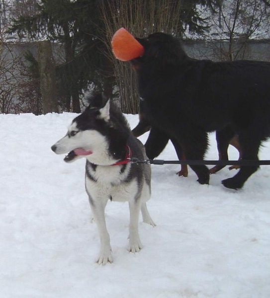 Lira, Nera, Shiva part 2 - foto povečava