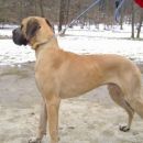 Dog Otocec 6