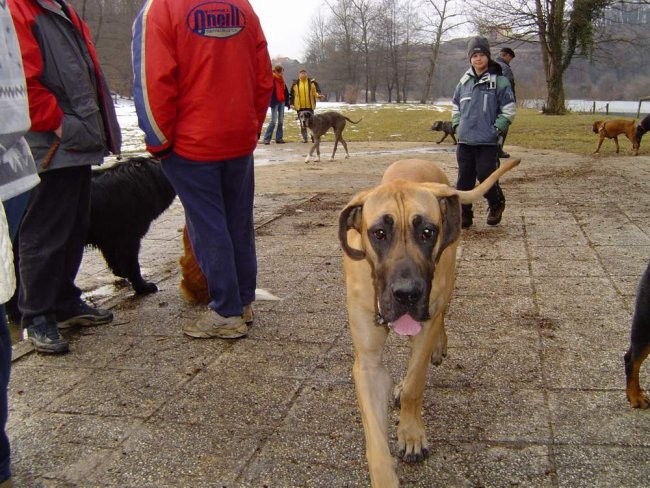 Dog Otocec 6 - foto povečava