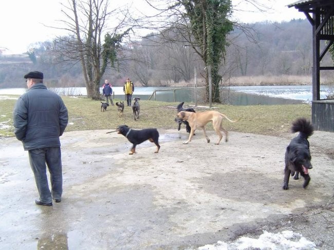 Dog Otocec 6 - foto povečava