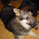 Shiva & Tayos