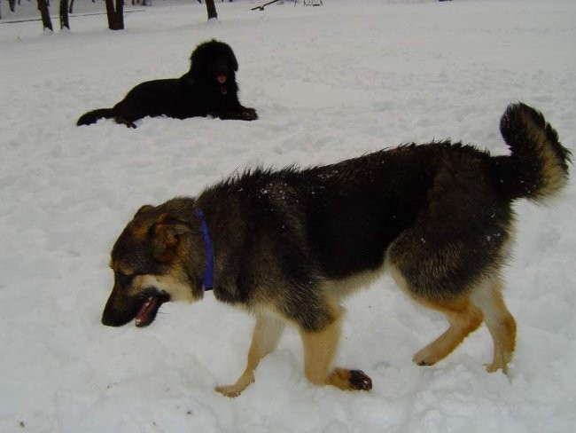 Dog Otočec 7 - foto povečava