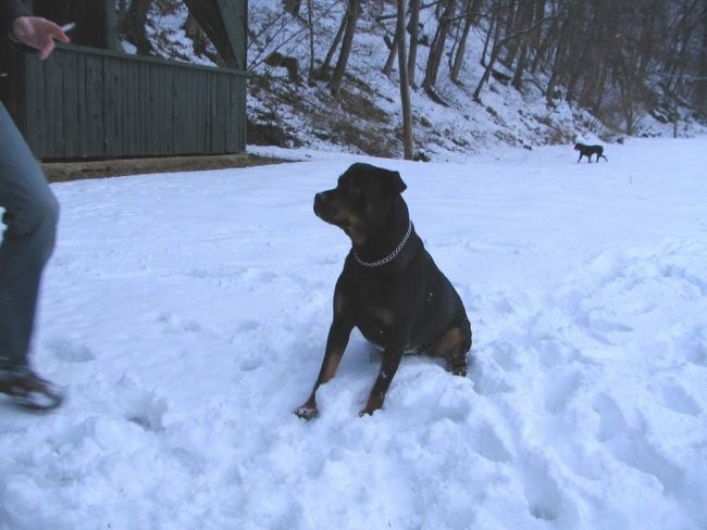 Po DO še zabava z rotti - foto povečava