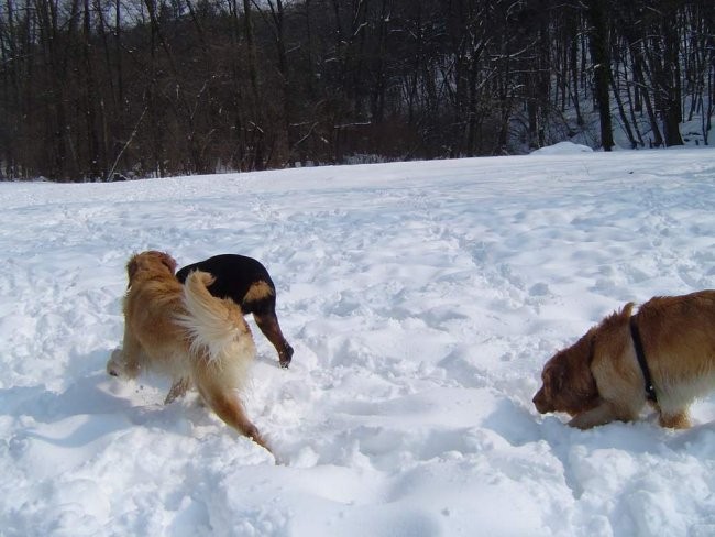 Dog Otocec 8 - foto povečava