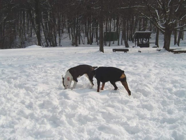 Dog Otocec 8 - foto povečava