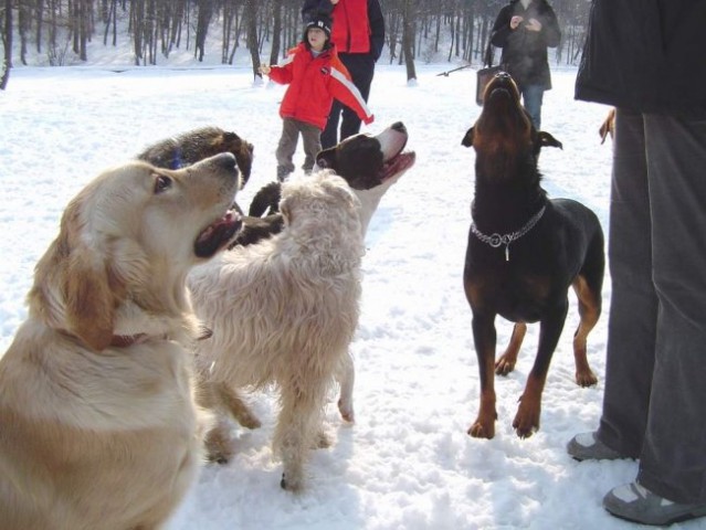Dog Otocec 8 - foto