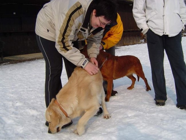 Dog Otocec 8 - foto povečava