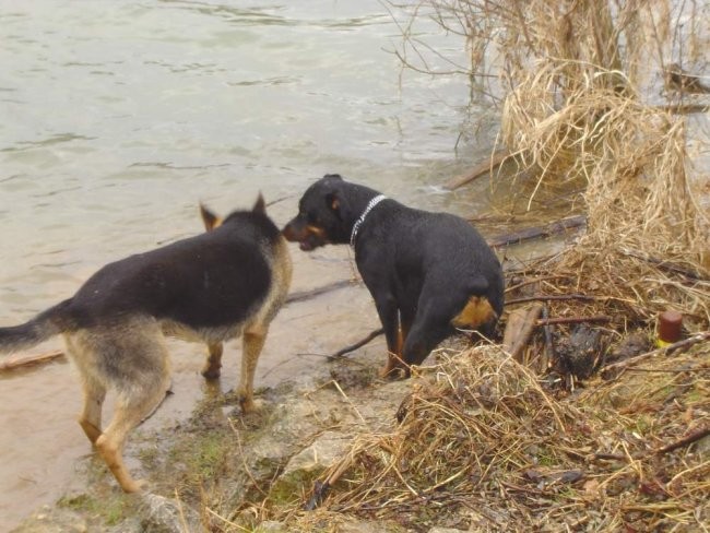 Nera, Shiva & Cigo - foto povečava